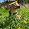Eddy - kleiner Hund - großes Herz