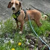 Eddy - kleiner Hund - großes Herz
