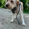 Finn sucht sein erstes, eigenes Körbchen