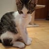 Momo & Mica   süßes Kittenpaar