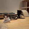 Momo & Mica   süßes Kittenpaar