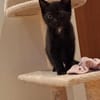 Momo & Mica   süßes Kittenpaar