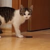 Momo & Mica   süßes Kittenpaar