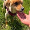 Kimba - auf der Suche nach einem Zuhause