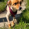 Kimba - auf der Suche nach einem Zuhause