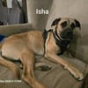 Isha - Riesenbaby sucht Sofaplatz