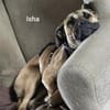 Isha - Riesenbaby sucht Sofaplatz