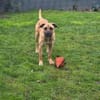 Isha - Riesenbaby sucht Sofaplatz