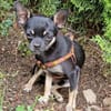 Bojt, süßer Chihuahua Junghund