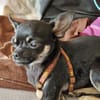 Bojt, süßer Chihuahua Junghund