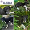 BLANKA -Rundum tolles Hundekind-