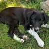 BLANKA -Rundum tolles Hundekind-