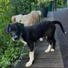 BLANKA -Rundum tolles Hundekind-