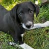BLANKA -Rundum tolles Hundekind-