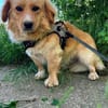 Copper sucht liebevolle Menschen