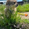 Merlin wird dich verzaubern