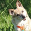Piccolina, kleine Persönlichkeit sucht