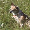 Piccolina, kleine Persönlichkeit sucht