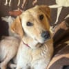 DARIA, Labrador-Mix, geb. 05/2022