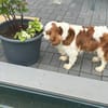 Amanda,liebe Cavalier King Charles Dame