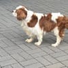 Amanda,liebe Cavalier King Charles Dame
