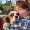 Amanda,liebe Cavalier King Charles Dame