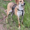 Daisy - treu und menschenbezogen