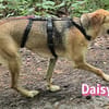 Daisy - treu und menschenbezogen
