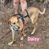 Daisy - treu und menschenbezogen