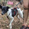 Lika, 07/24 - pfiffiges Mädel sucht...