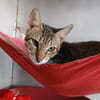 TIGGY