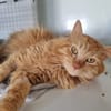 Simba