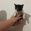 OREO