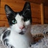 Kleiner Multi sucht Zuhause