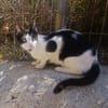 Kleiner Multi sucht Zuhause