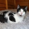 Kleiner Multi sucht Zuhause