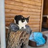Schmusebär Athur sucht Zuhause!