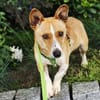 Janne ist eine aufgeschlossene Hundedame