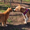 Janne ist eine aufgeschlossene Hundedame