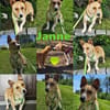 Janne ist eine aufgeschlossene Hundedame