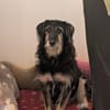 Sanfter RUDI sucht seine Menschen