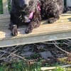 🐾💛Katy sucht ihre Menschen🐾💛
