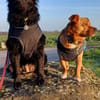 🐾💛Katy sucht ihre Menschen🐾💛
