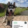 Aria- tolle unkomplizierte Hündin