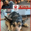 Verschmuste Kira sucht ihre Familie