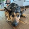 Verschmuste Kira sucht ihre Familie