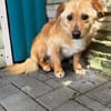 POMELO-hübscher, zarter Jung-Rüde
