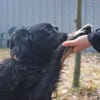 Kira will beschäftigt werden
