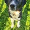 Samu - Lustiger Jungspunt sucht Dich
