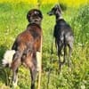 Samu - Lustiger Jungspunt sucht Dich